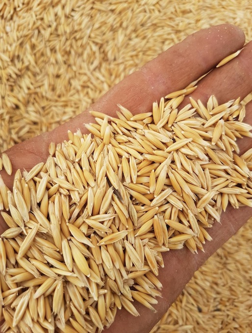 10/mt of Winteroo Oats Grain & Seed Oats For Sale